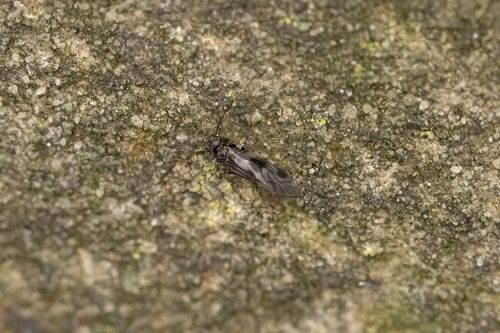 Elipsocus abdominalis