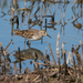 Long-toed Stint - Photo (c) Ian Melbourne, some rights reserved (CC BY-NC), uploaded by Ian Melbourne