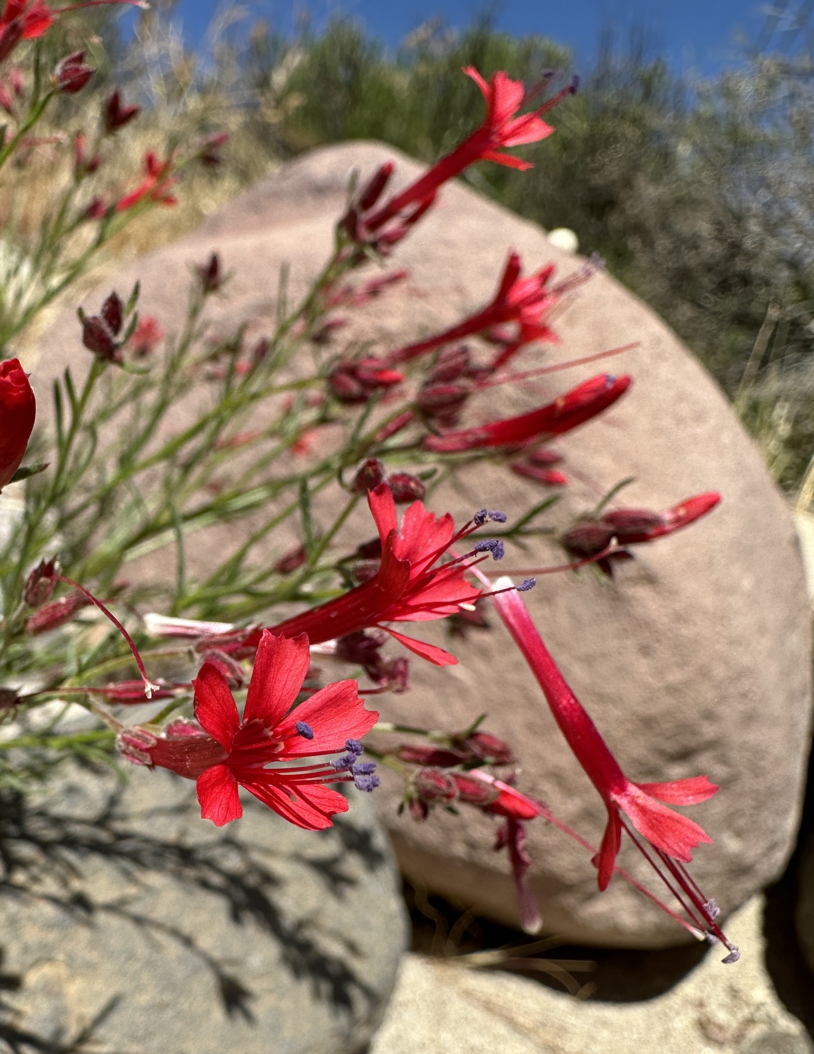 Ipomopsis tenuifolia