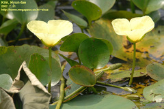 Hydrocleys nymphoides