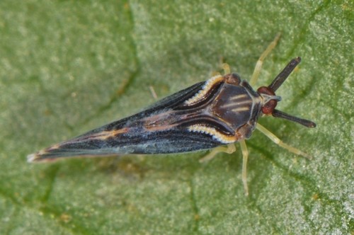Tribe Patarini · iNaturalist