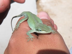 Anolis carolinensis