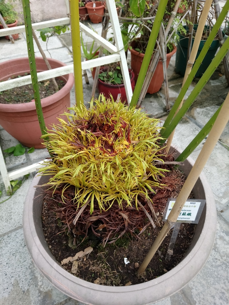 Cycas hongheensis
