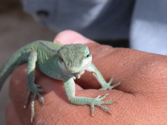 Anolis carolinensis