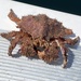 Brown Box Crab - Photo (c) lemerific, some rights reserved (CC BY-NC), uploaded by lemerific