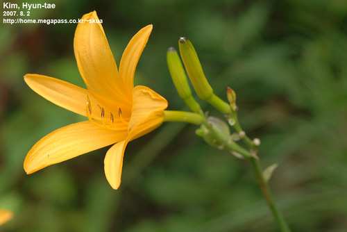 Hemerocallis lilioasphodelus