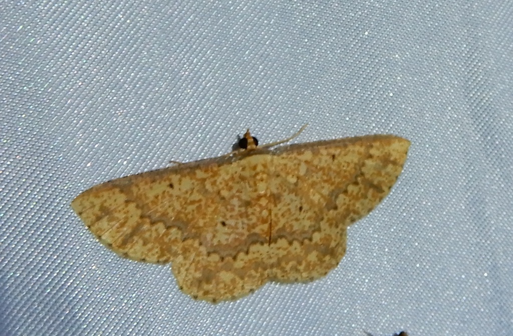 Synegia masuii