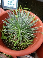 Agave parviflora