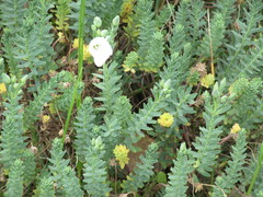 Linum monogynum monogynum