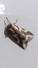 Tessellota cancellata