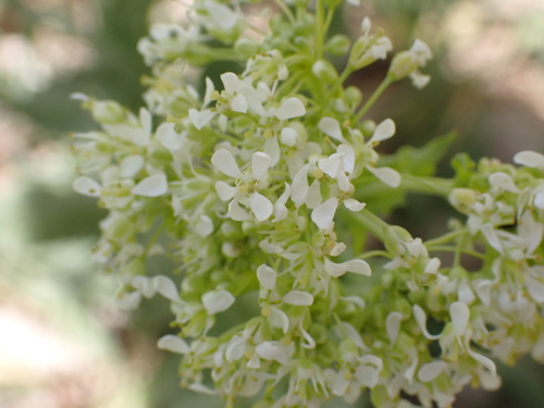 Lepidium draba image