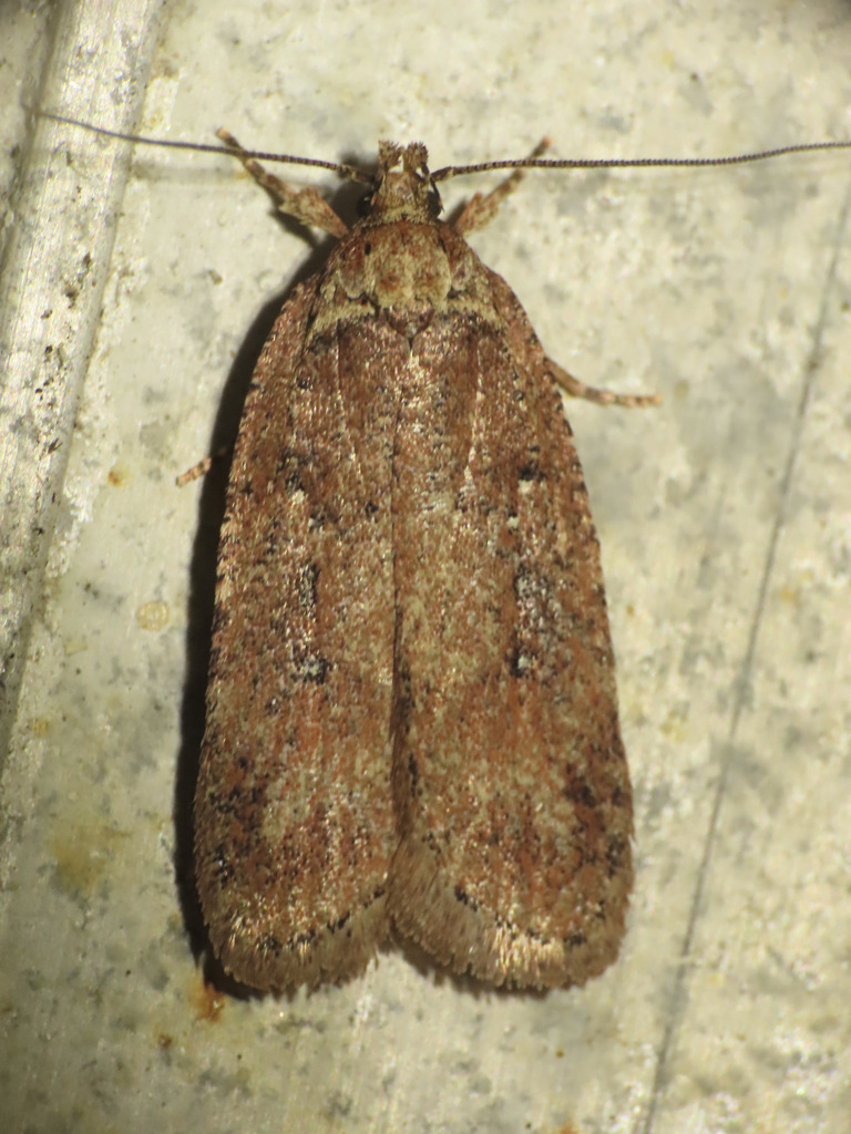 Agonopterix rosaciliella