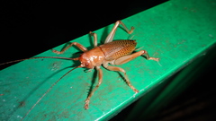 Ocellarnaca furcifera
