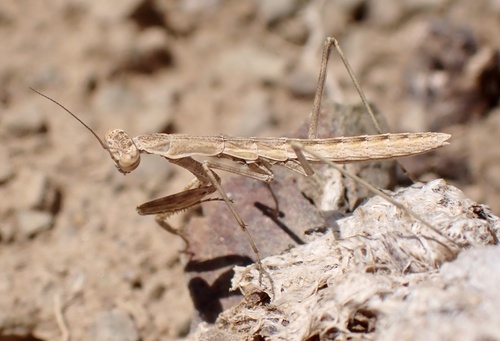 Baetic Ground Mantis