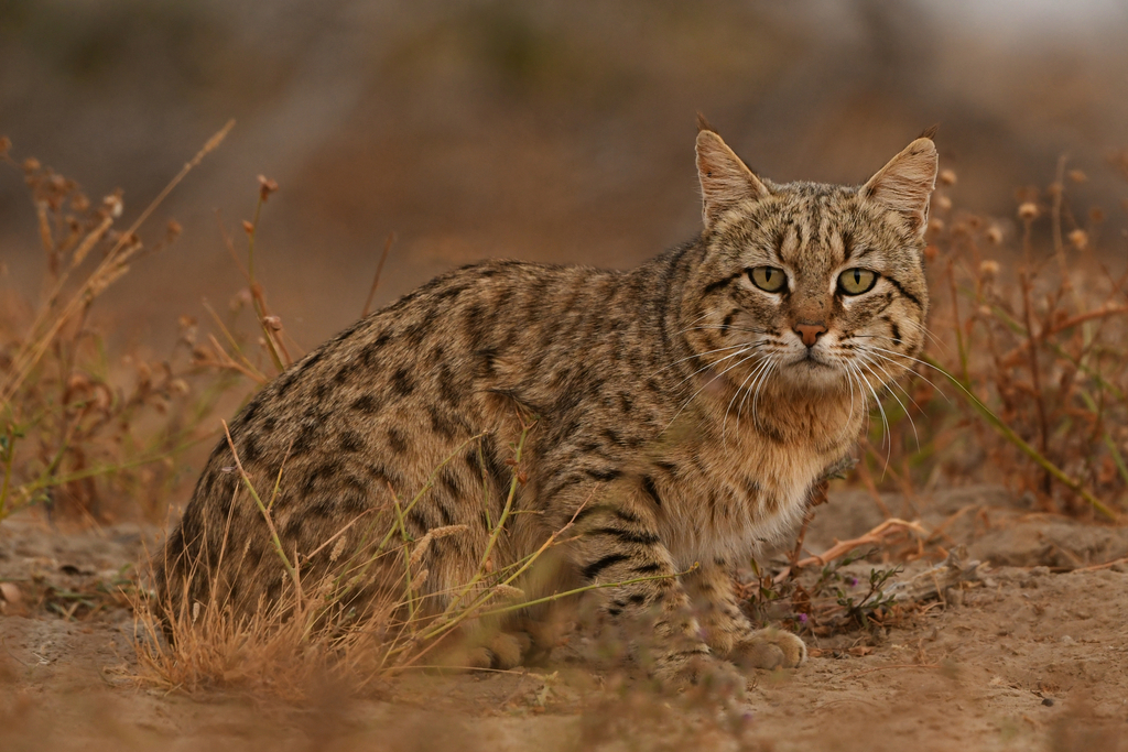 Asian Wildcat In January 2018 By Dhyey Shah · Inaturalist