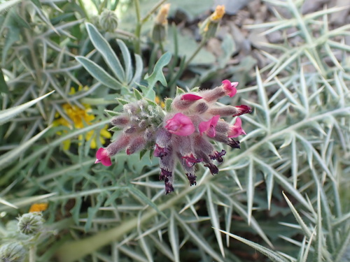 Anthyllis vulneraria image