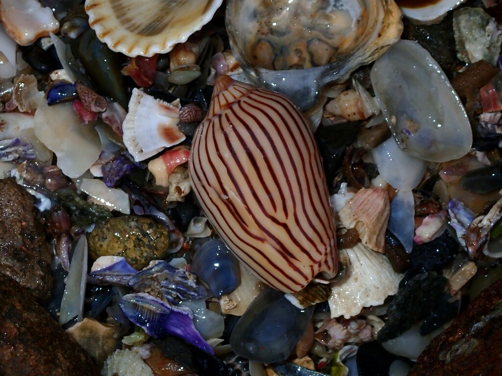 Zebra Volute from Iluka Bluff, New South Wales, Australia on May 12 ...