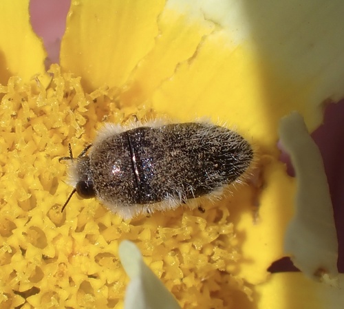Acmaeoderella lanuginosa