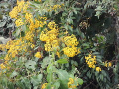 Dendrophorbium