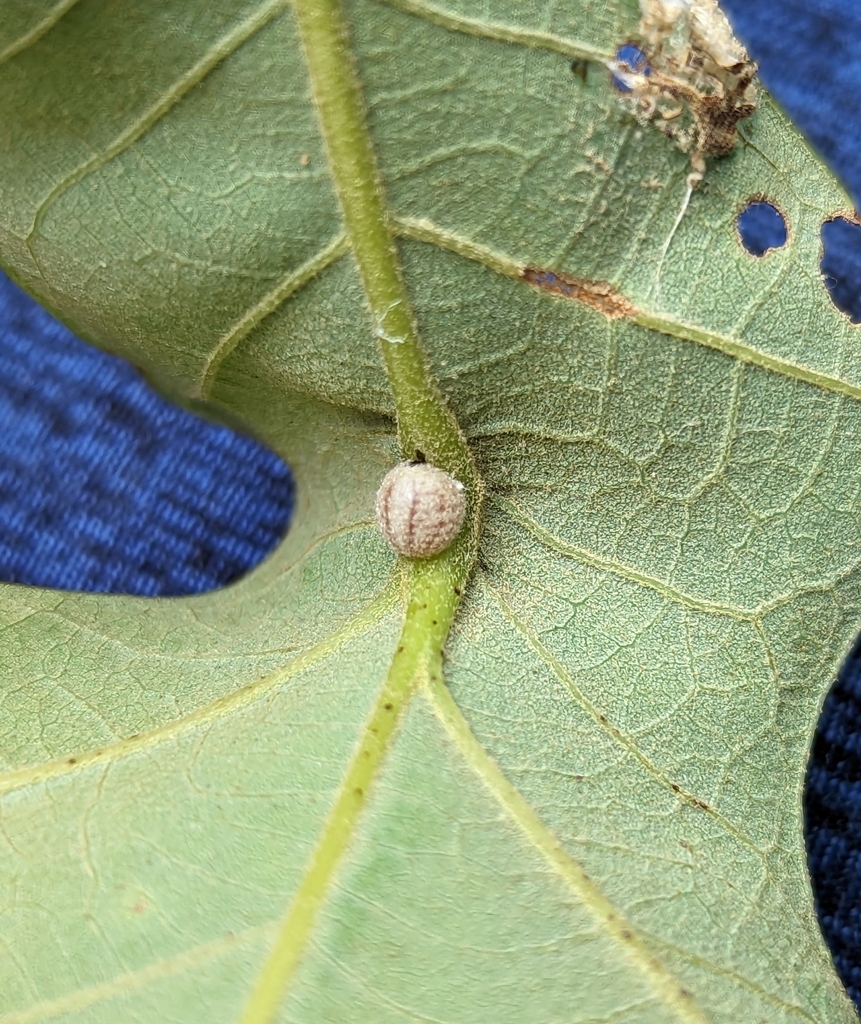 burr oak kermes