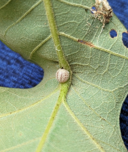 burr oak kermes