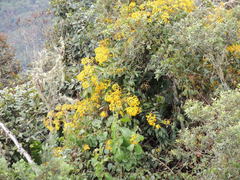 Dendrophorbium