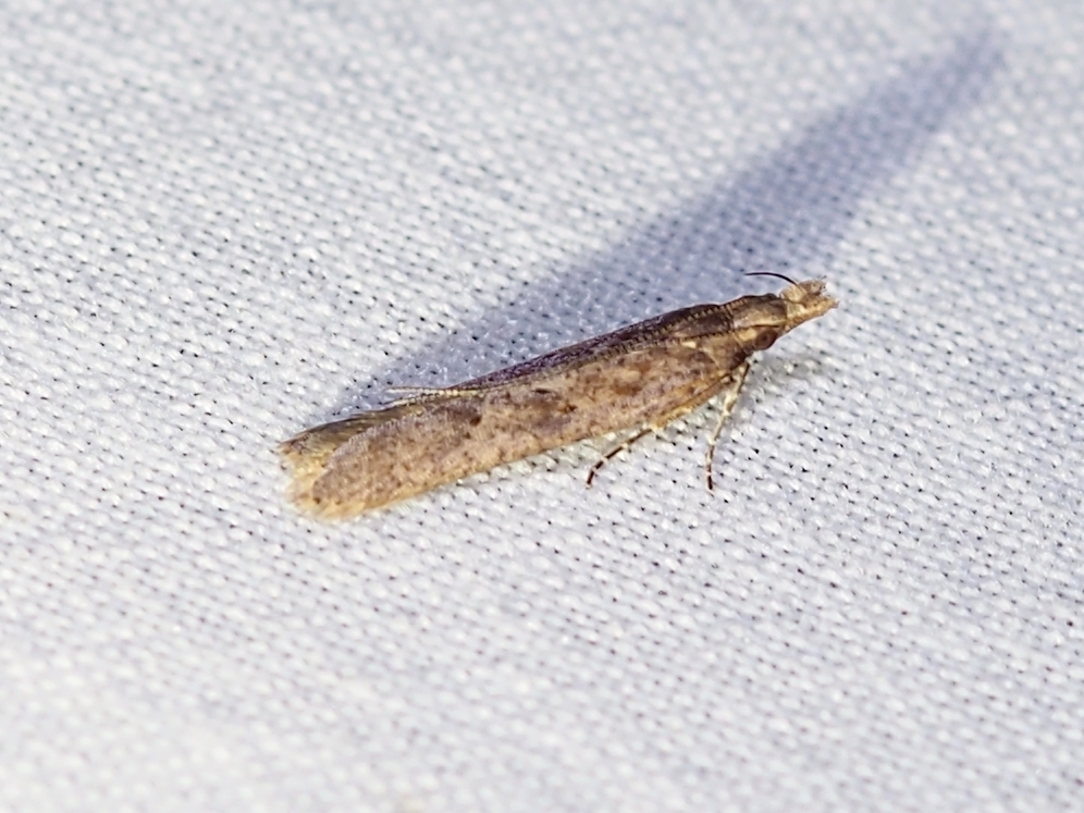 Palmerworm Moth
