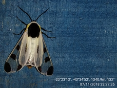 Dysschema boisduvallii