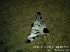 Dysschema boisduvallii