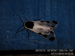 Dysschema boisduvallii