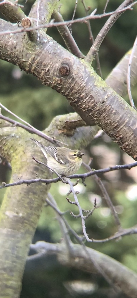 Yellow-rumped × Townsend's Warbler