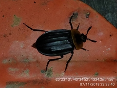 Oxelytrum discicolle