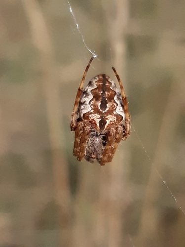 Araneus scutigerens