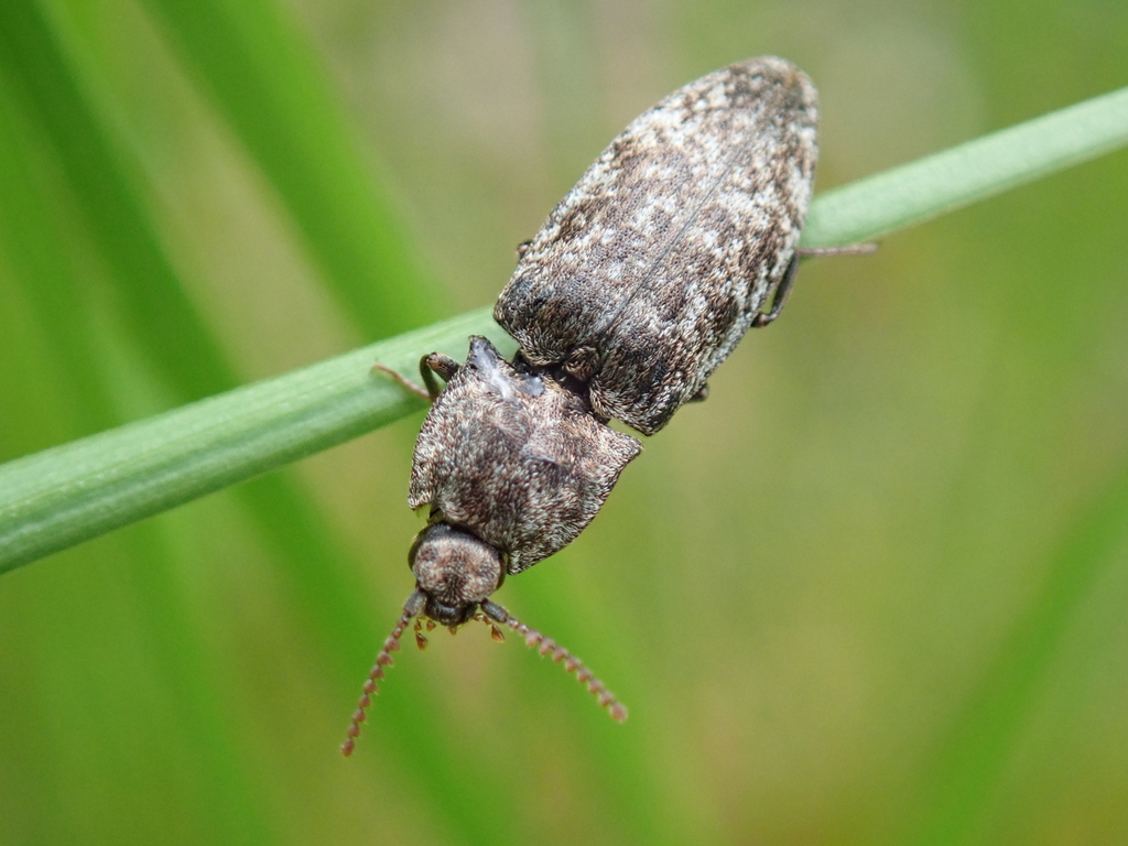 Mottled dingy-brown click beetle (London’s Animals) · iNaturalist