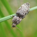 Mottled Dingy-brown Click Beetle - Photo (c) Anita Sprungk, some rights reserved (CC BY-NC), uploaded by Anita Sprungk