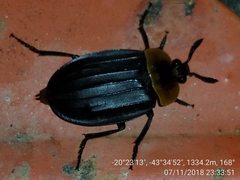 Oxelytrum discicolle