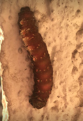 Lepidoptera
