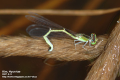 Ischnura asiatica