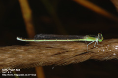 Ischnura asiatica