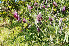 Vicia benghalensis image