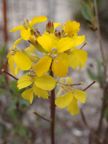 Image of Erysimum teretifolium by (c) Cricket Raspet, some rights reserved (CC BY)