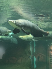 Arapaima gigas