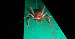 Ocellarnaca furcifera