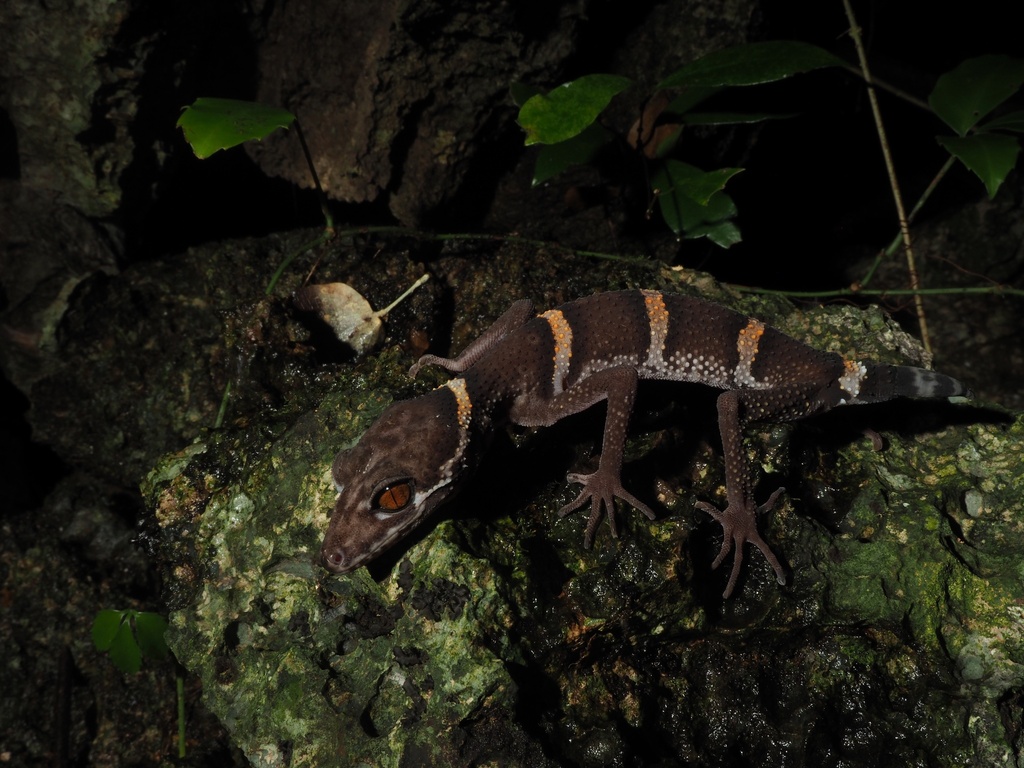 Huu Lien Leopard Gecko