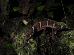 Huu Lien Leopard Gecko photo 1