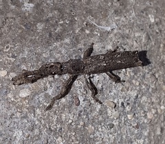 Ulocerus