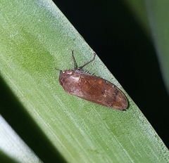 Polana