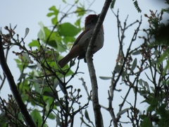 Piranga roseogularis