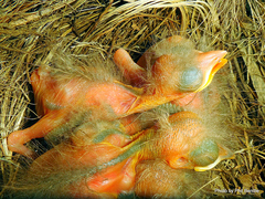 Turdus merula