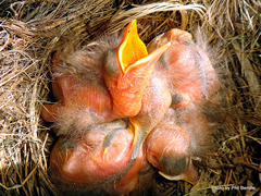 Turdus merula